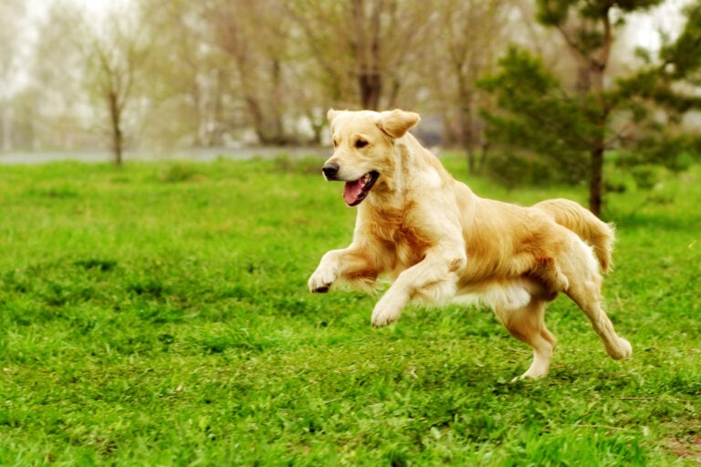 When Should I Spay Or Neuter My Golden Retriever?