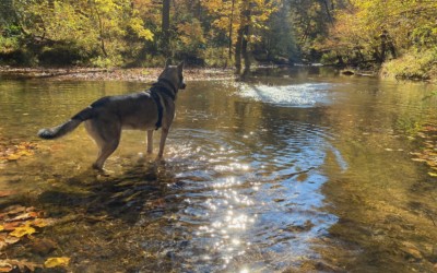 Hiking With Your Dog and 13 Proven Tips To Keep You Safe!