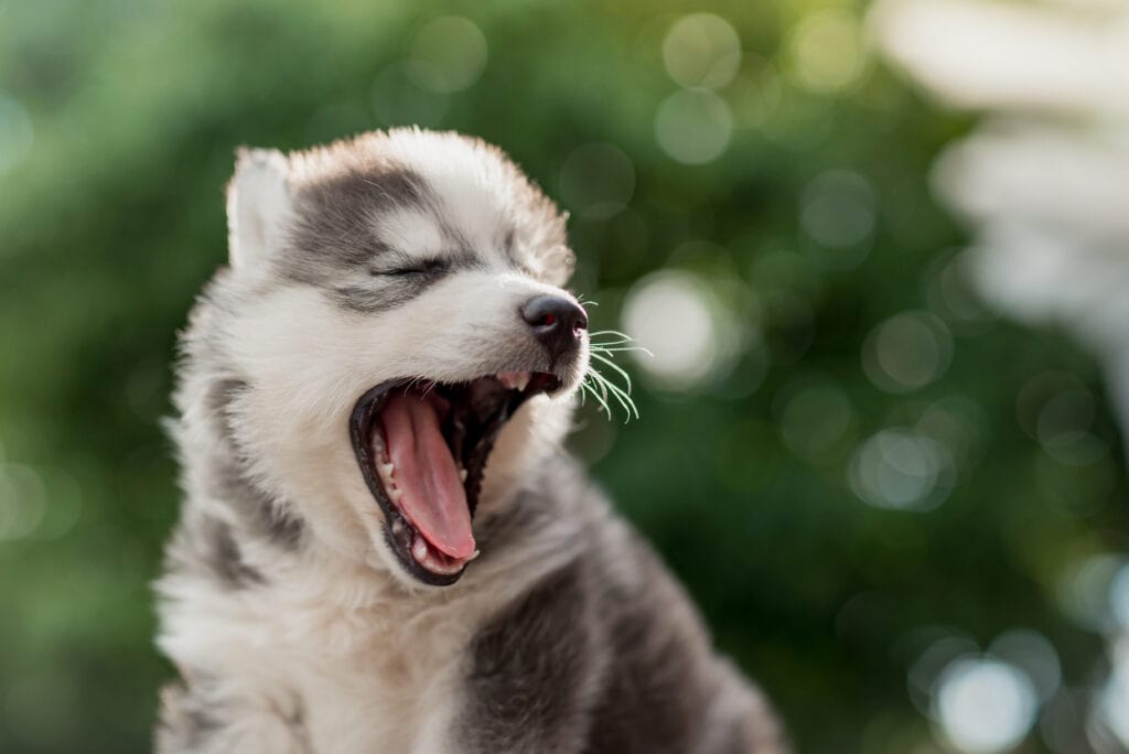 yawning husky puppy what do you think - Tired Or Overtired?