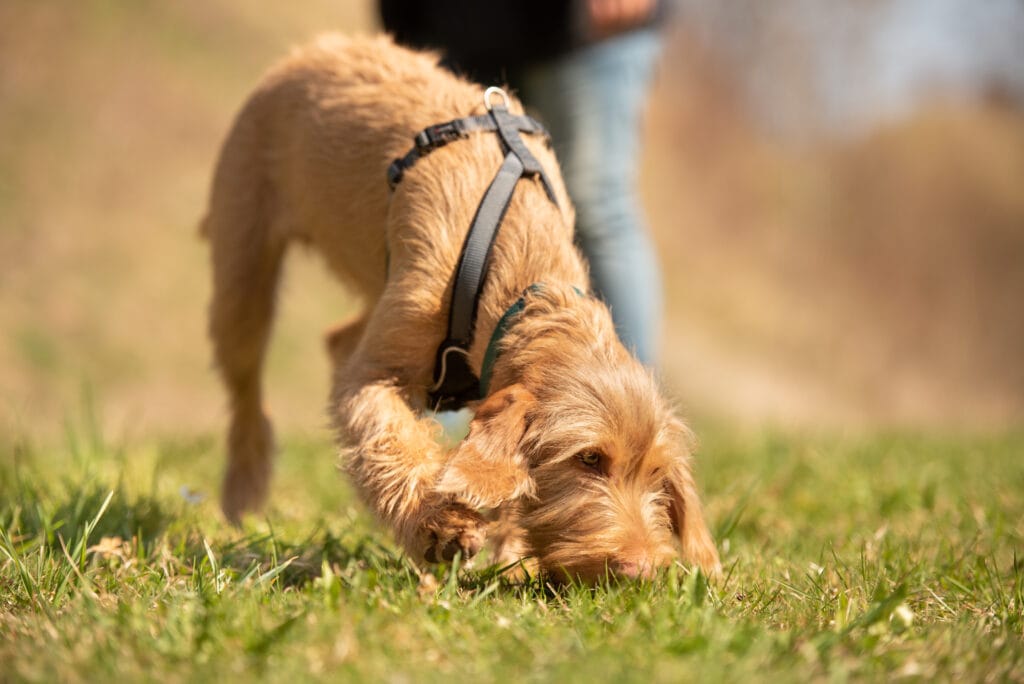 sniffing is very powerful for puppies and dogs! It's a naturally relaxing activity, and their world is so much more oriented around their nose, sniffy walks should help to tire out your puppy's mind as opposed to just their muscles