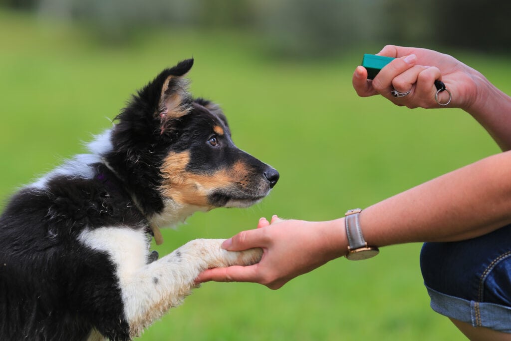 collie puppy doing clicker training with their mum/mom! Look at how good that little one is doing! Training is great for helping tire out your puppy's mind