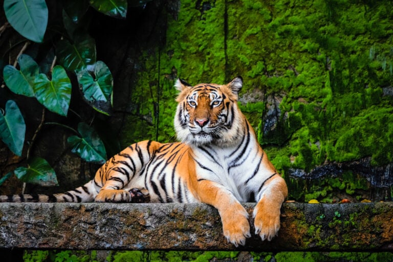 Train Your Puppy Like A Tiger