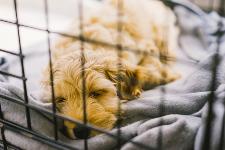Where Is The Best Place For Puppy’s Crate?