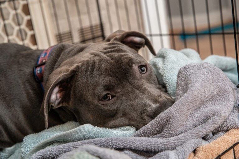 The 11 Golden Rules Of Crate Training Your Puppy – Learn These Before You Start!