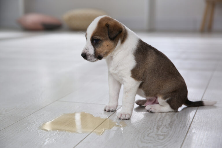 Puppy Toilet Training Do’s & Don’ts – 15 Quick Tips To Help Your Puppy Ace It!