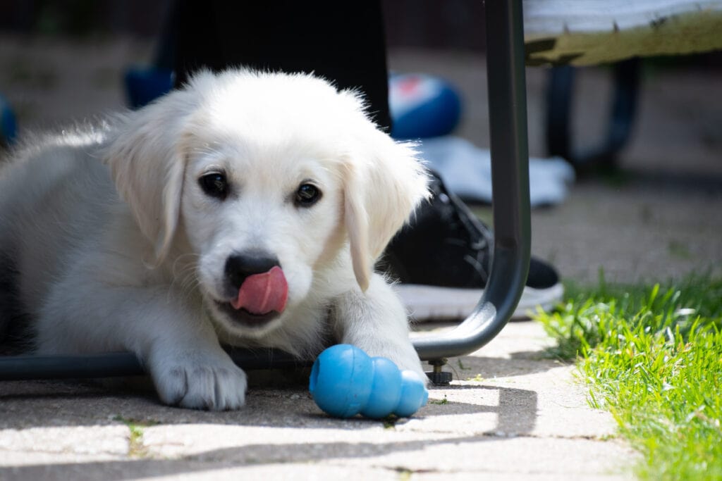 Golden Retriever puppy enjoying a blue puppy Kong. Kong's are not only great enrichment but a wonderful way of feeding interactively! This interactive, slow feeding will help soothe them by encouraging licking, and will tire their mind out also.