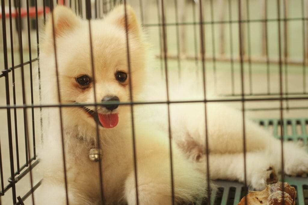 pomeranian puppy relaxing in their crate