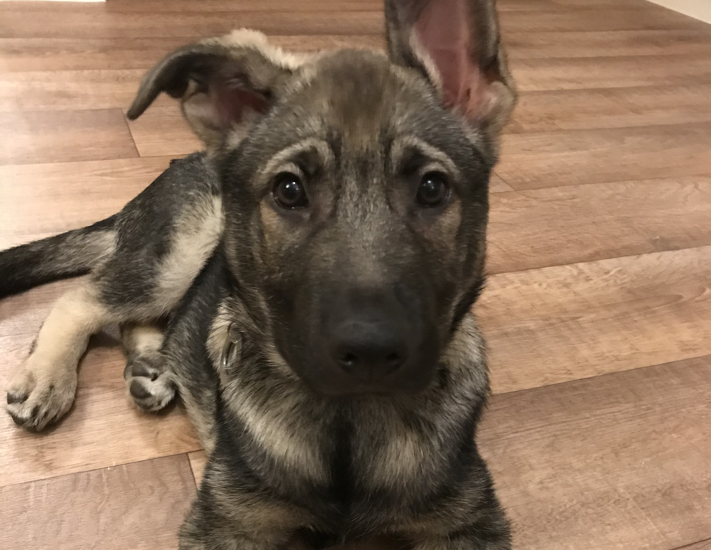 Indie showing off some lopsided ear phases