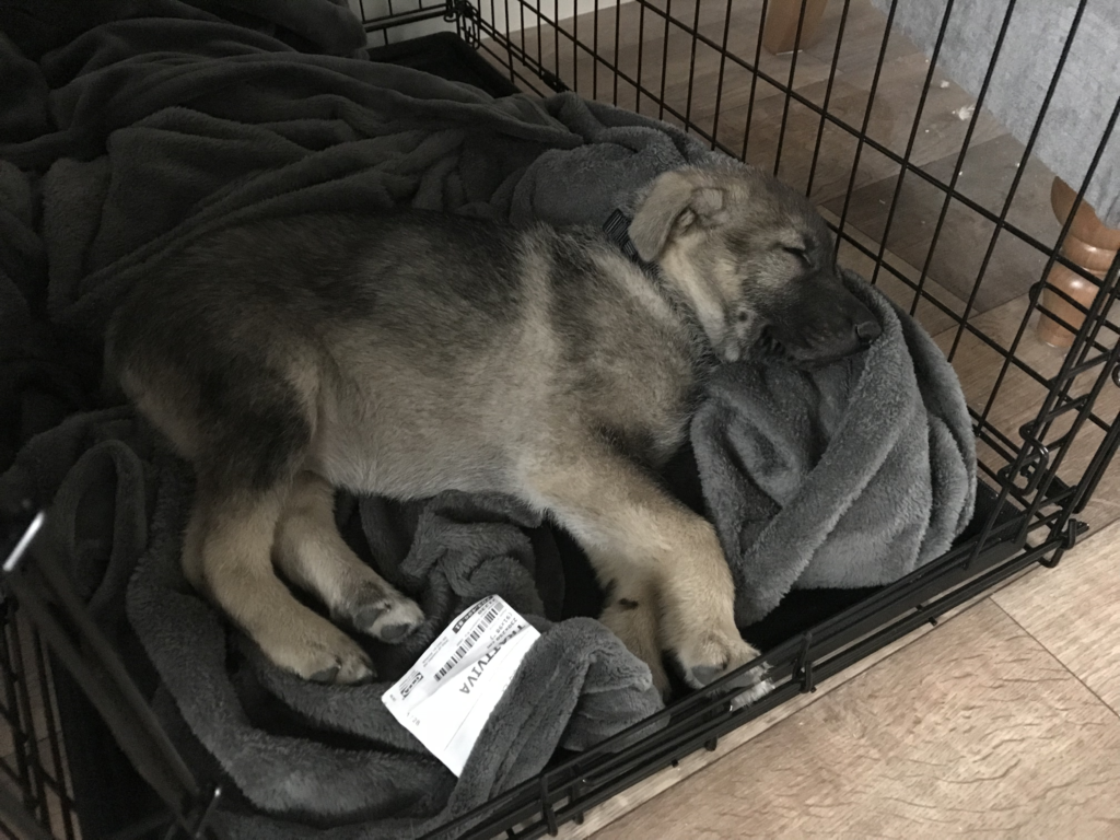 Little Indie as a puppy, sleeping in his crate, I was going through the puppy blues so badly here