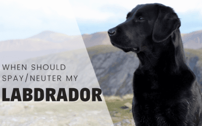 When Should I Spay Or Neuter My Labrador Retriever? [2024]