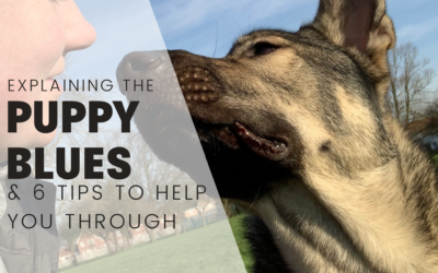 Explaining The Puppy Blues And 6 Expert Tips To Help You Through It