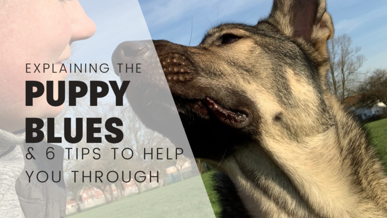 Explaining The Puppy Blues And 6 Expert Tips To Help You Through It