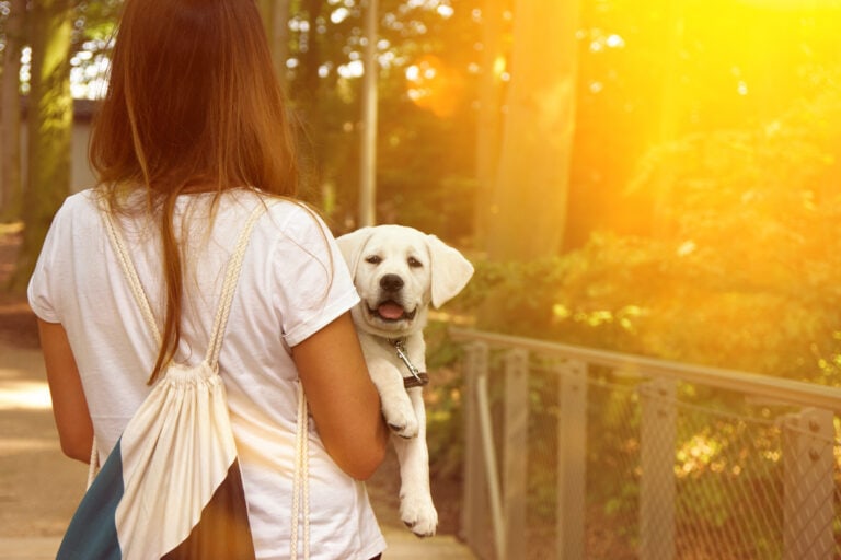 New Puppy Parents Wish They’d Known These 10 Things Before Bringing Home Their Puppy.