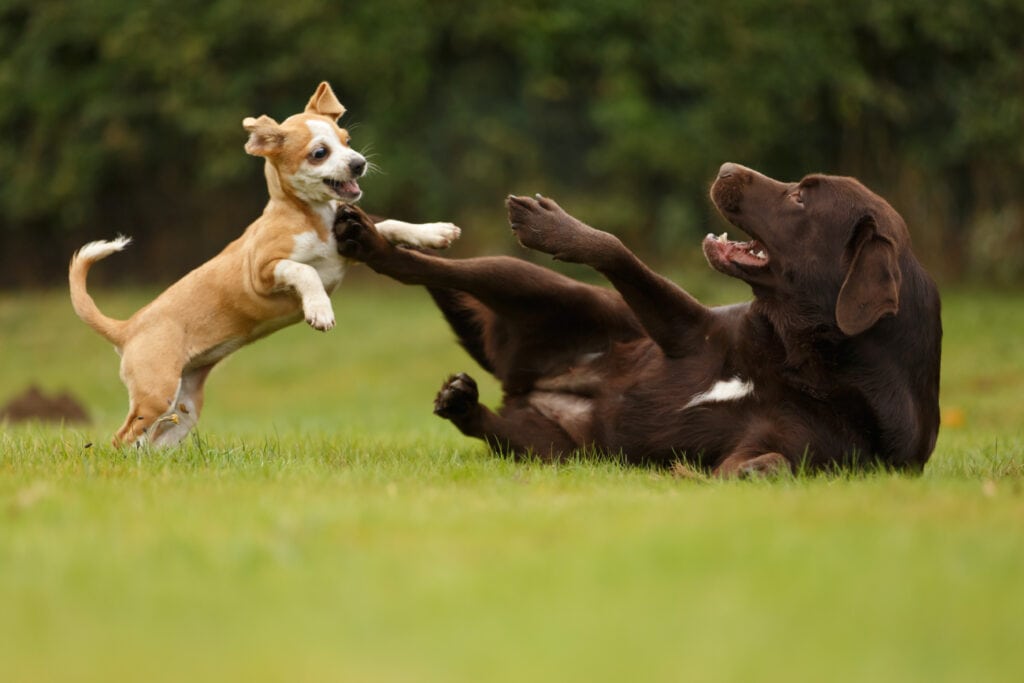 small puppy playing with a large chocolate labrador