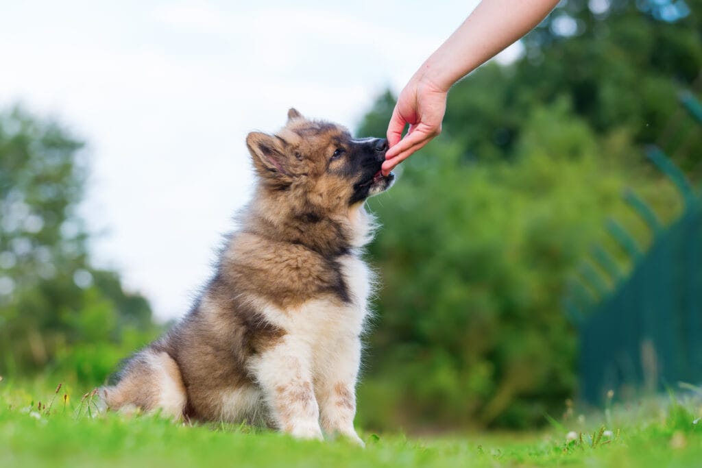 An Elo dog puppy receiving a treat