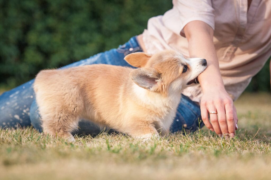 Corgi puppy chewing on parent - uh-oh - do we think this puppy might be hungry?