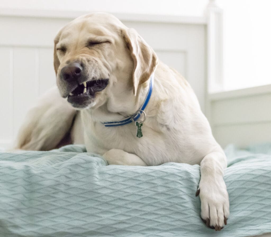 Labrador about to sneeze! Allergies can definitely be problematic when finding the right way to reward, but there are always options for a high value treat! You just may have to think outside of the box