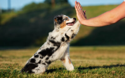 Is Puppy Training Really That Important Or Even Necessary? Here’s 7 Reasons It Is.