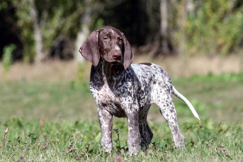 a pointer puppy, would she be good to breed?