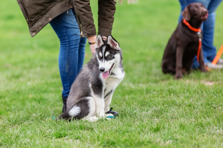 Choosing Your Perfect Puppy Class