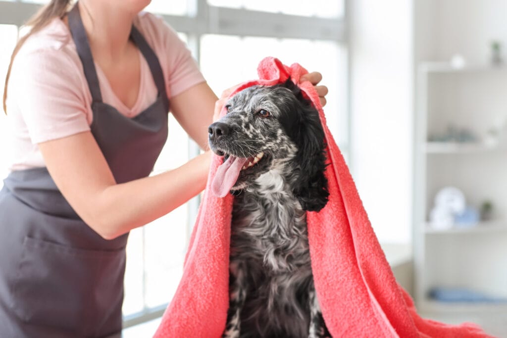 A relaxed grooming session. A great groomer is really important to be a part of your puppy support network. It doesn't matter if they're a dog who needs grooming, or not. 