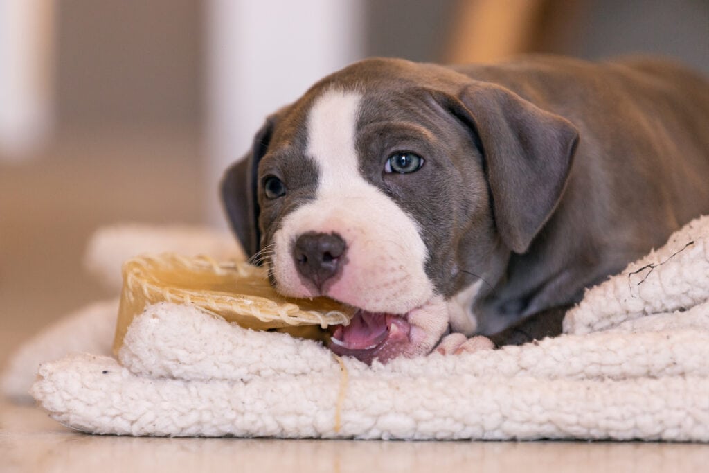 bully puppy on their bed with a chew, what a perfect way to encourage a nap to help with the biting!
