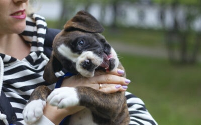 All About Painful Biting Puppy; The Why, The Do’s & The Don’ts
