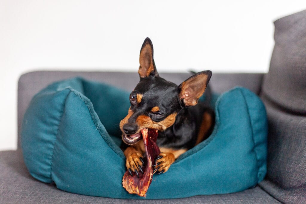 pinscher puppy chewing on a pig ear - this would be an example of a chew as opposed to a treat! 