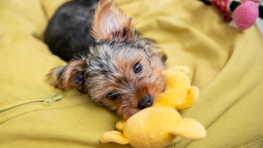 yorkshire terrier puppy who has been redirected to a toy very successfully! Well done puppy parent for proactively dealing with the situation