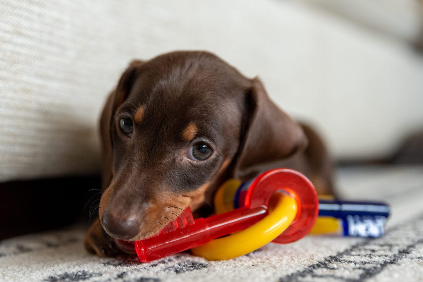 dachshund puppy with keys to chew on