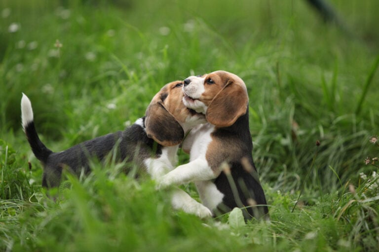 Puppy Play: How to Tell Good Play From Play That’s Gone Too Far