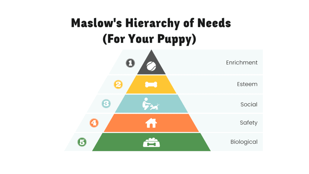 maslows hierarchy of needs for dogs
