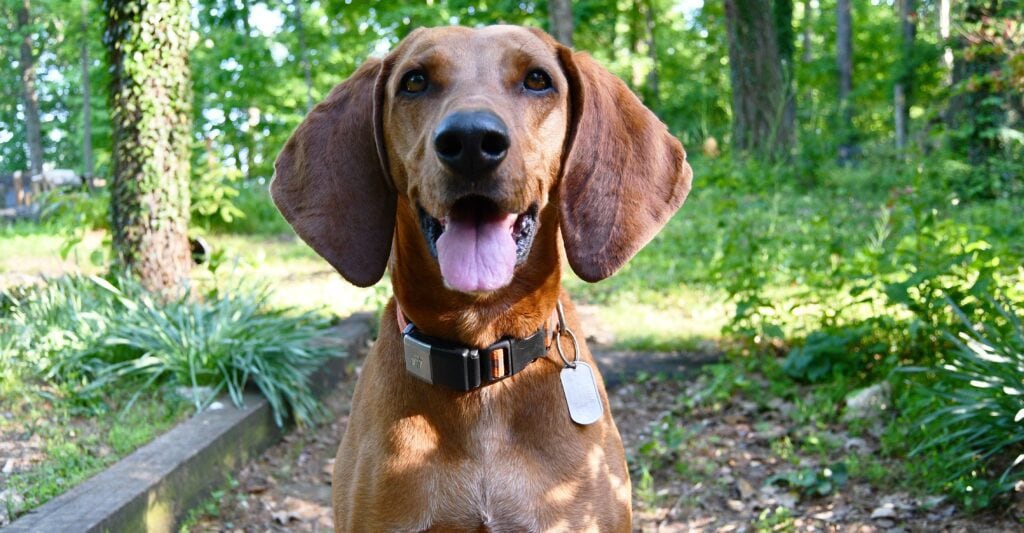 Shelby The Redbone Coonhound in her Fi Tracking collar, this tracks steps and allows you to set goals