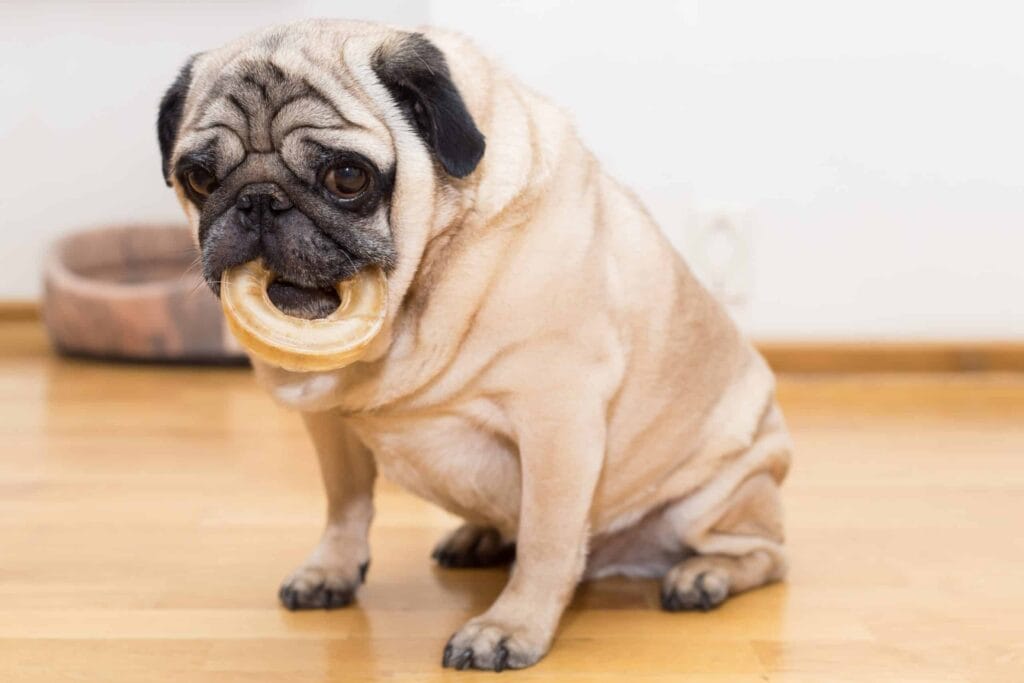 pug eating a cookie, do we think this will help this little pug lose weight?