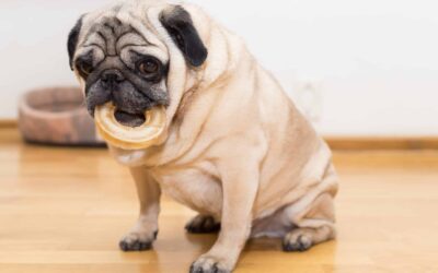 Does Your Dog Need To Lose Weight? Here’s 10 Simple Ways To Help Your Overweight Dog.