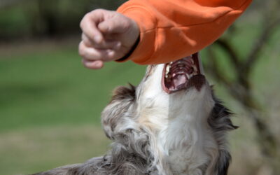 The Pandemic Puppy That Bites And 7 Tips To Avoid Dog Bites