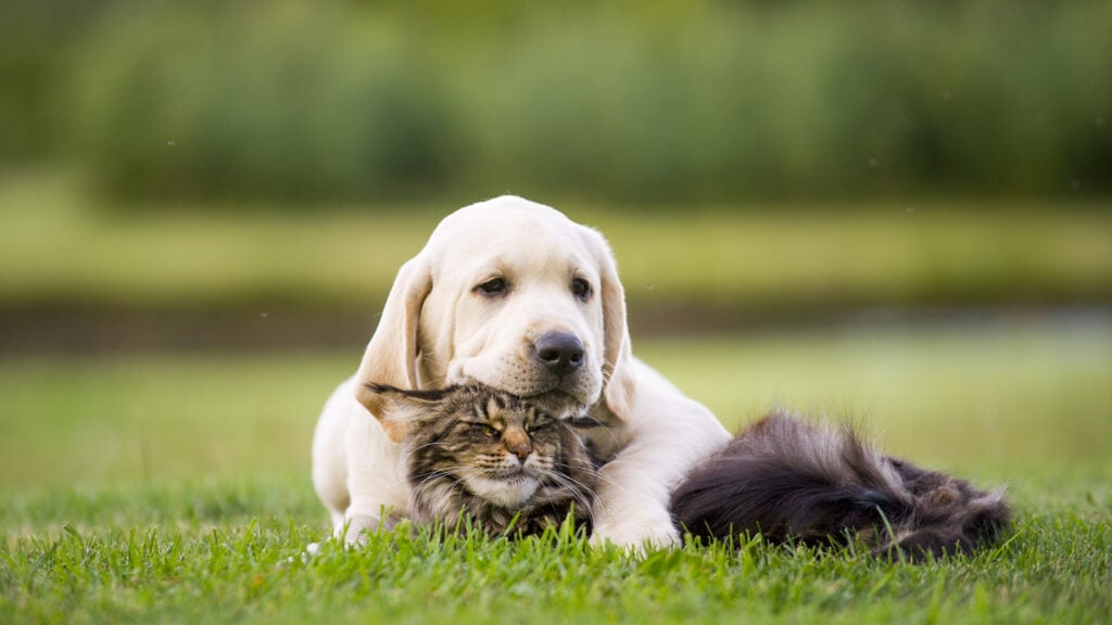 labrador puppy and norweigian forest cat getting along pretty well