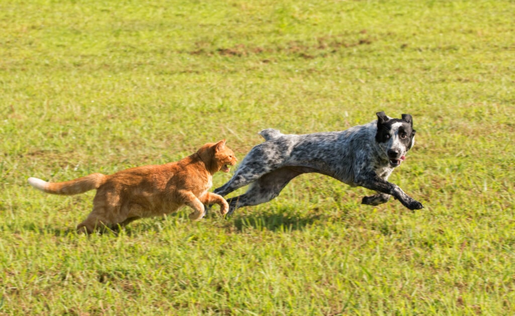 ginger cat chasing dog