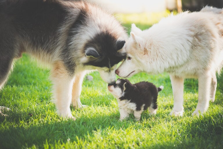 Are You Considering Breeding Your Female Puppy? Here are 36 Important Questions, Considerations and Need To Knows