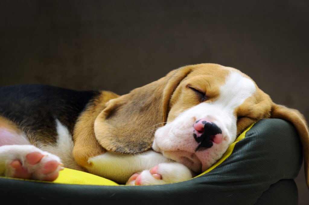 beagle puppy sleeping soundly whilst home alone