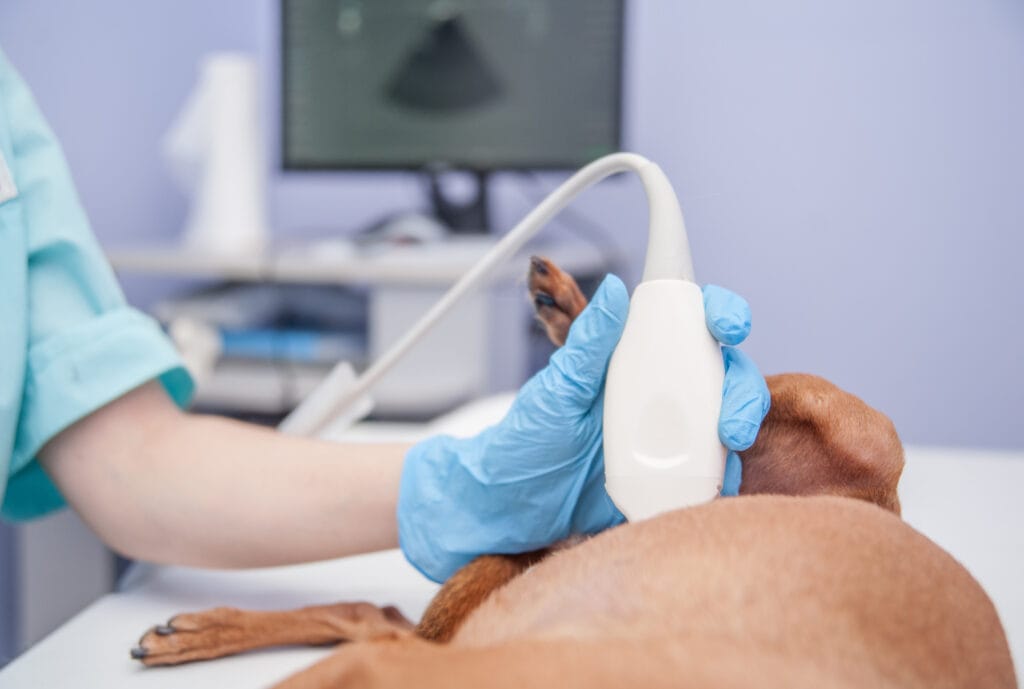 pregnant dog receiving an ultrasound at the vets