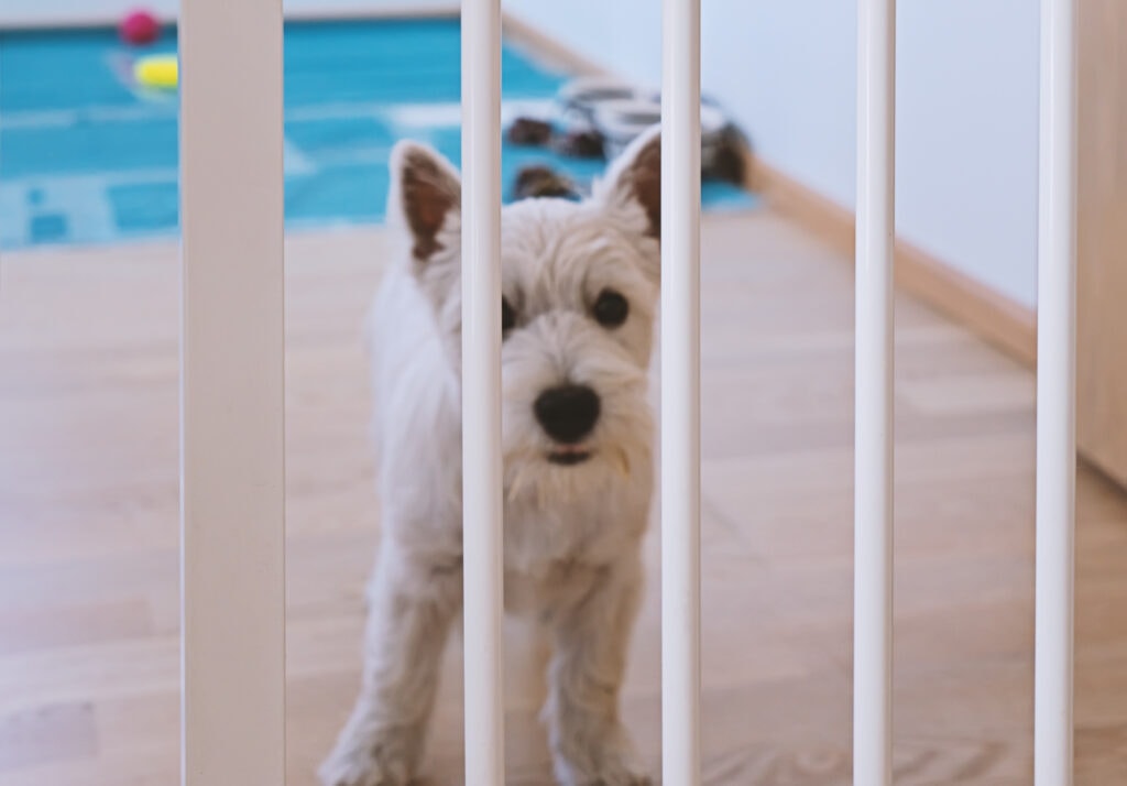 westie puppy behind a pet gate