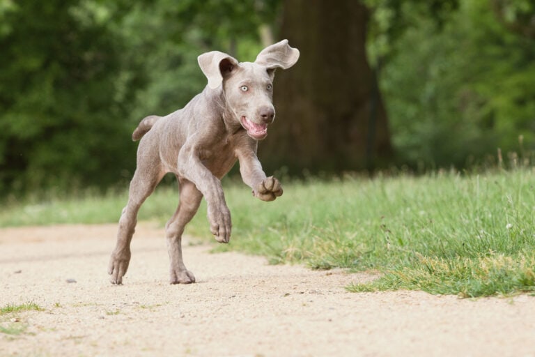 How To Survive A Problematic Teenage Puppy – 7 Tips From A Professional!