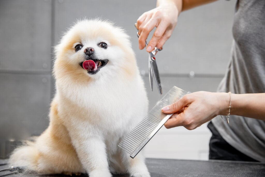 pomeranian being groomed - do you see how this dog is feeling? This pupper is actually stressed!