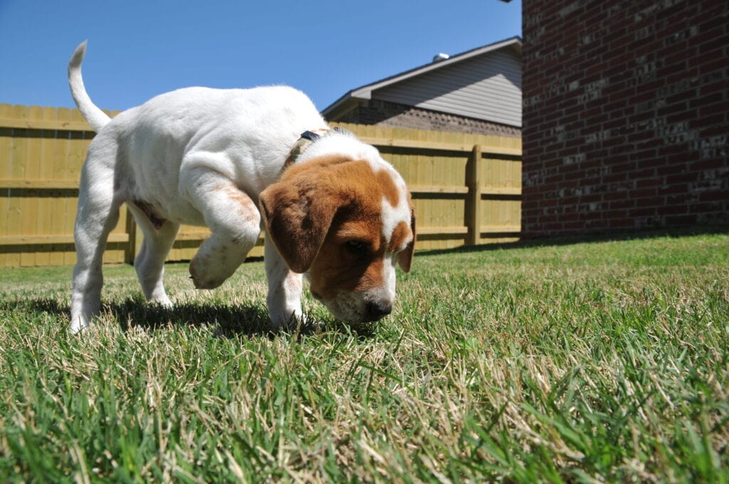 Little puppy exploring his new back yard, a wonderful experience that falls under socialization when he first gets home.