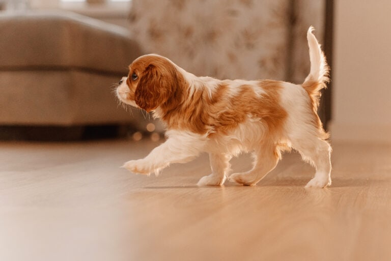 12 Socialization Questions To Set Your Puppy Up For Success