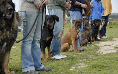 Board and Train for Reactive Dogs: Is It a Good Idea?