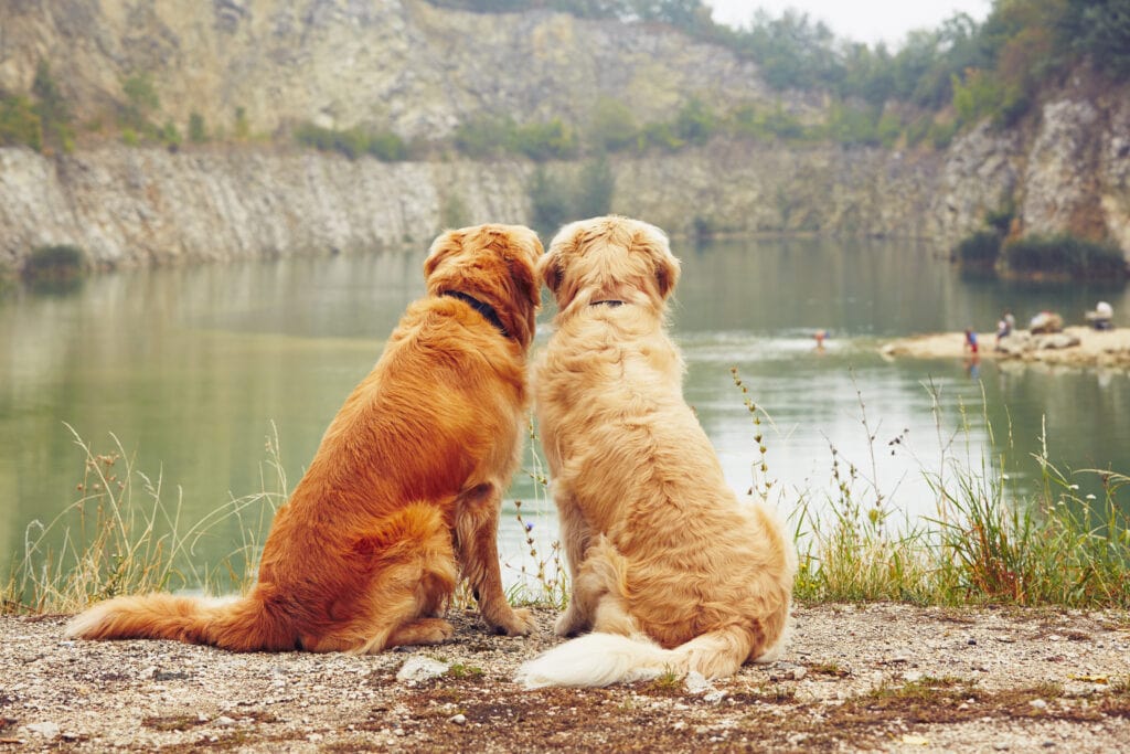 two golden retrievers overlooking a lake