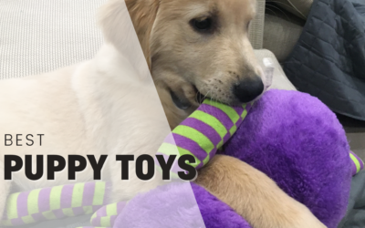2023’s Best Puppy Toys – And They’re All On Amazon!