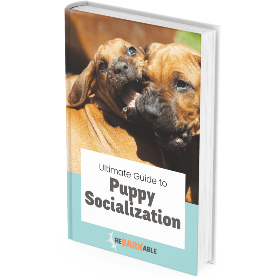 Puppy Socialization Guide mock up 1